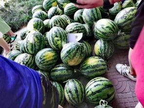 免费吃瓜大全,揭秘娱乐圈幕后故事，带你畅游娱乐八卦海洋